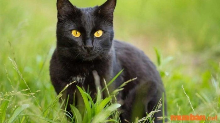 Mèo đen đến nhà báo hiệu rủi ro.