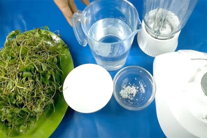 Cách chế biến nước rau má rất dễ dàng.