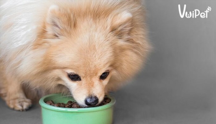 Thức ăn cho chó Phốc sóc bao gồm các loại thức ăn giàu dinh dưỡng như thịt tươi, cơm, rau và trái cây.