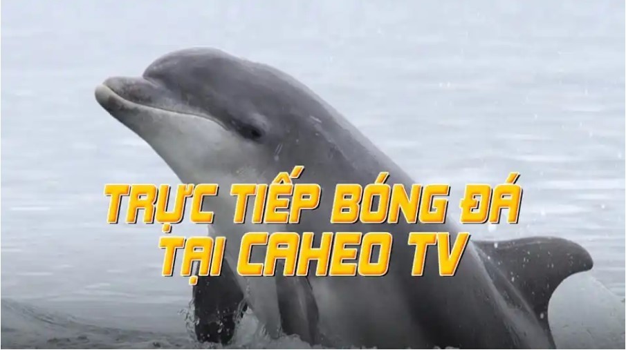 Caheo Tv