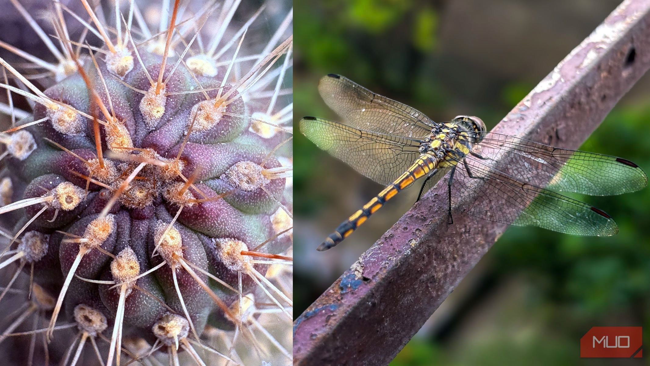 Ảnh macro sân sau iPhone 16