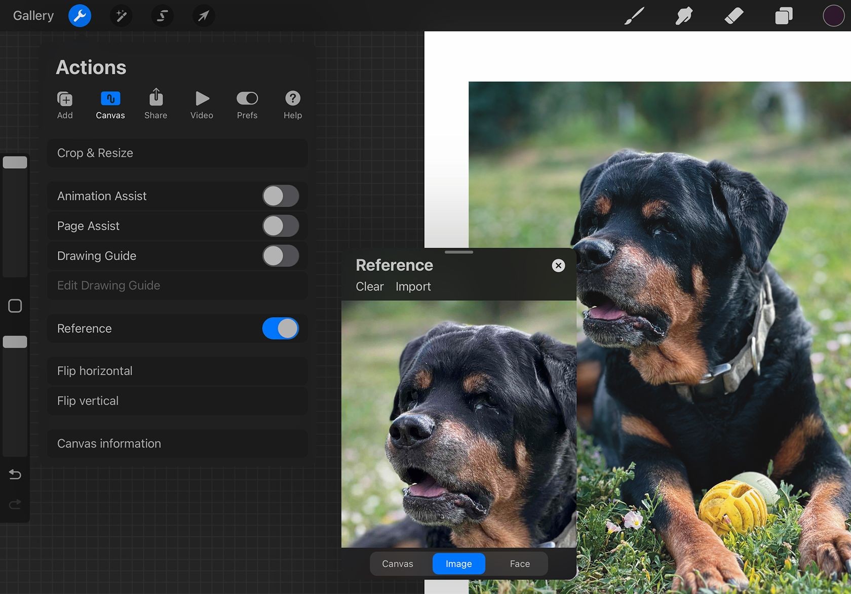 Ảnh tham khảo trong Procreate