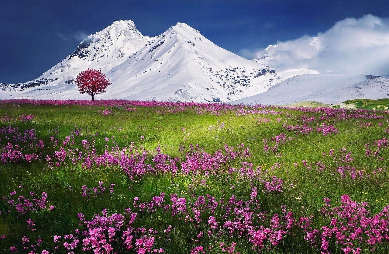 Cánh đồng và dãy Alps
