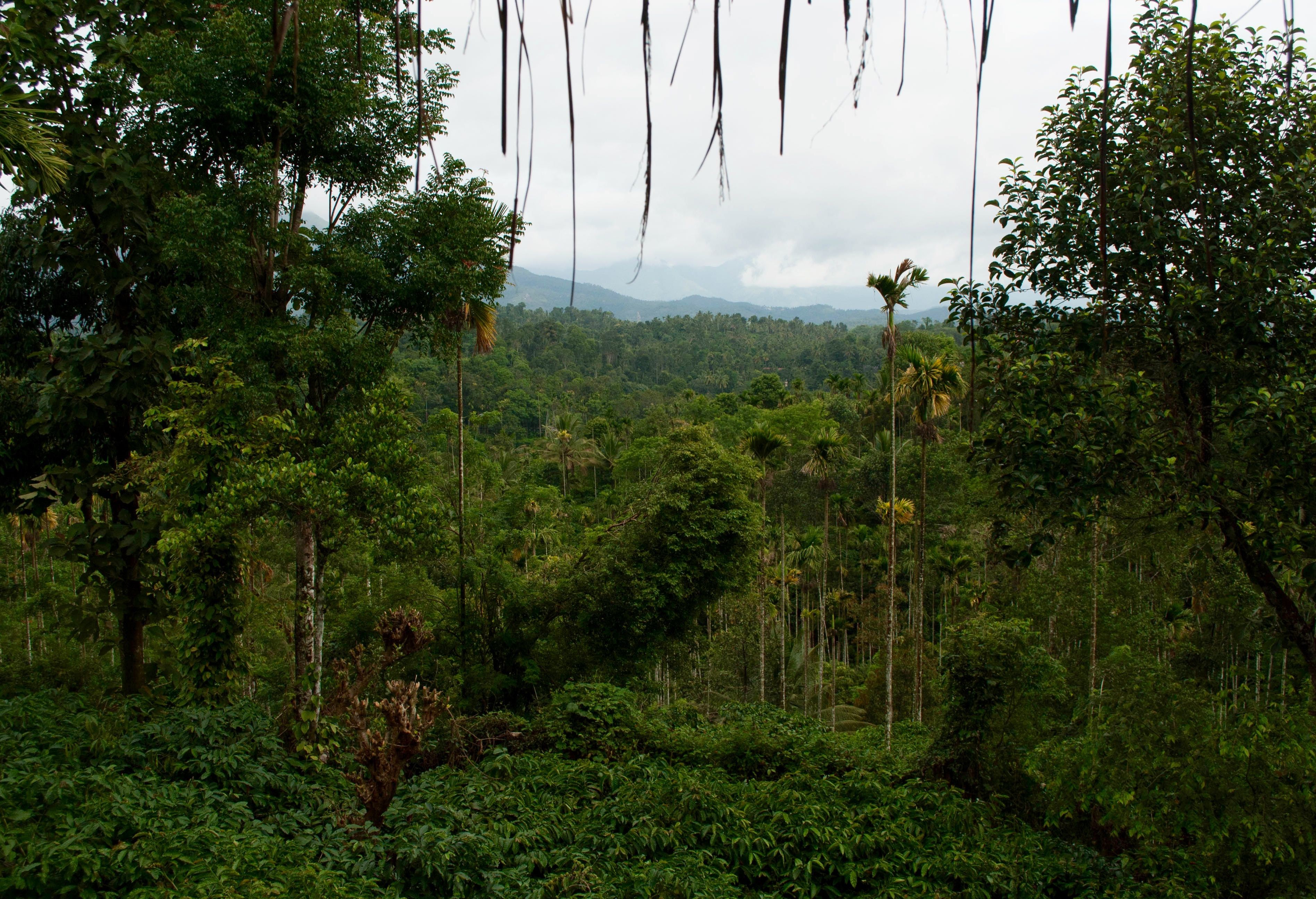 Cảnh rừng