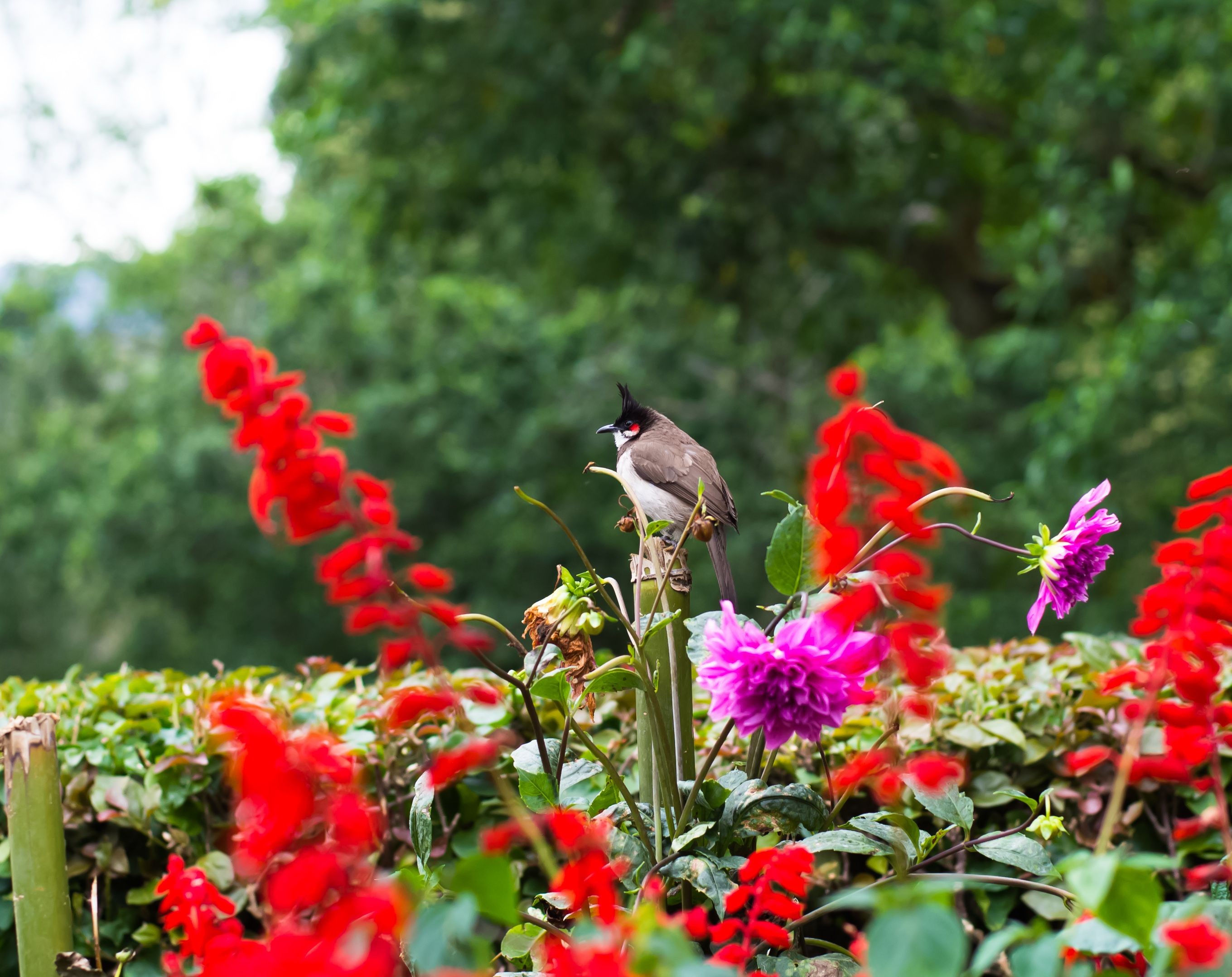 Chim Bulbul đầu đỏ