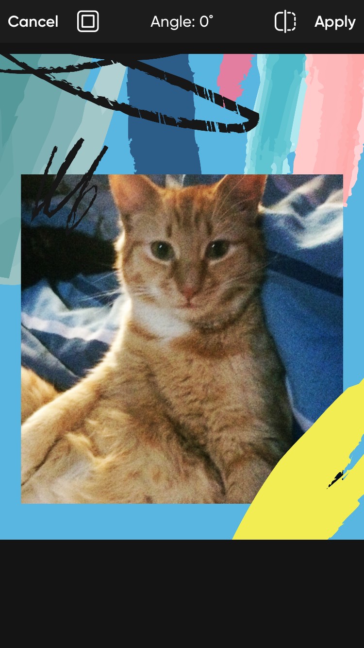 Điều chỉnh khung hình trên ảnh mèo cam trong Picsart