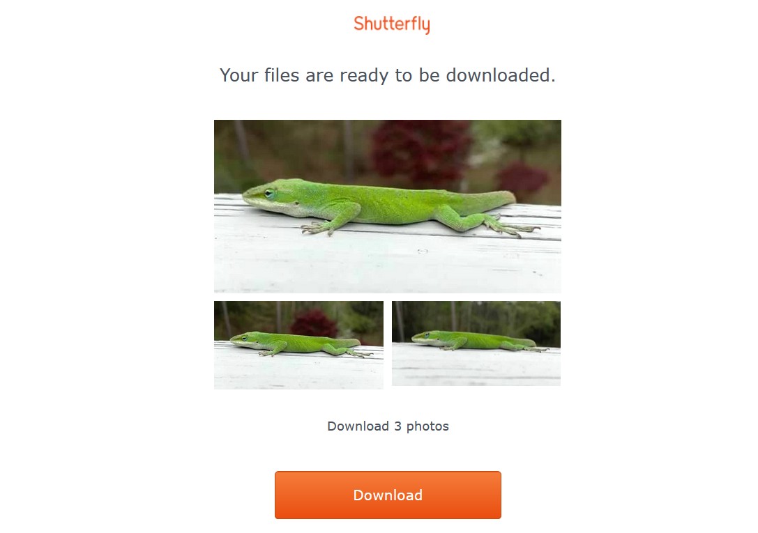 Email từ Shutterfly thông báo ảnh đã sẵn sàng tải xuống