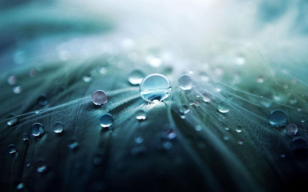 Giọt nước trên lá