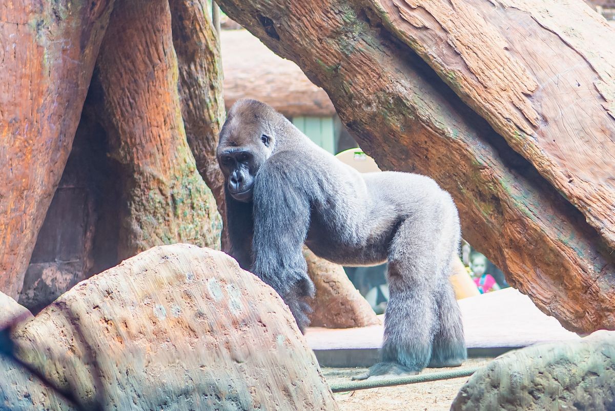 Gorilla trong vườn thú
