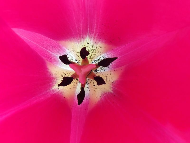 HONOR Magic5 Pro chụp macro hoa tulip