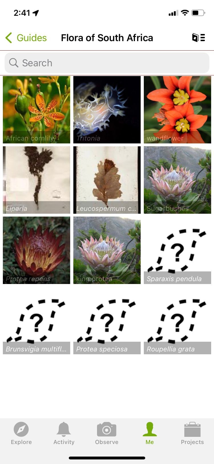 iNaturalist app flora of South Africa