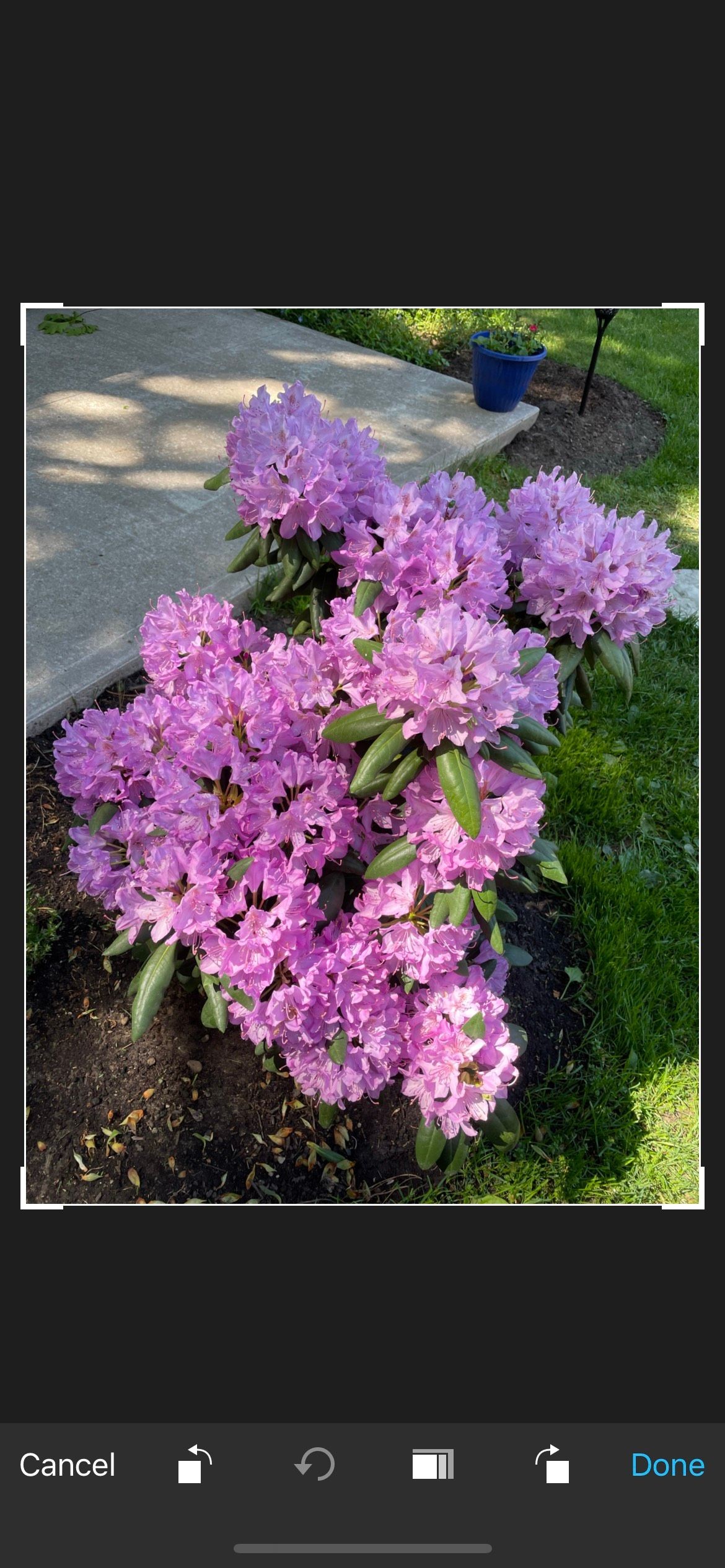 Instatoon Flowers