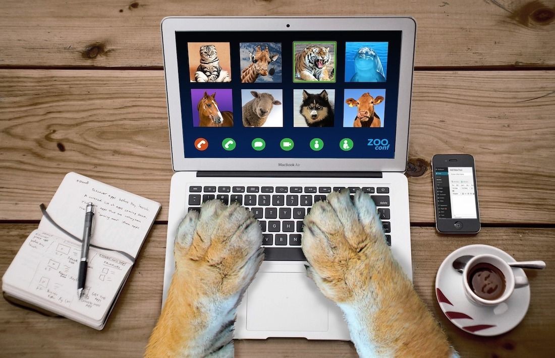 Màn hình MacBook hiển thị hội nghị video với động vật và móng vuốt mèo trên bàn phím