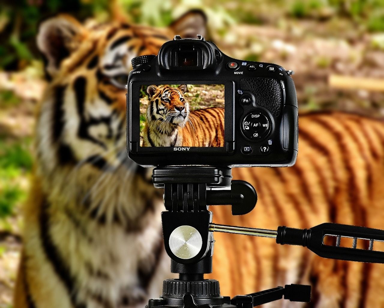 Máy ảnh độ phân giải cao