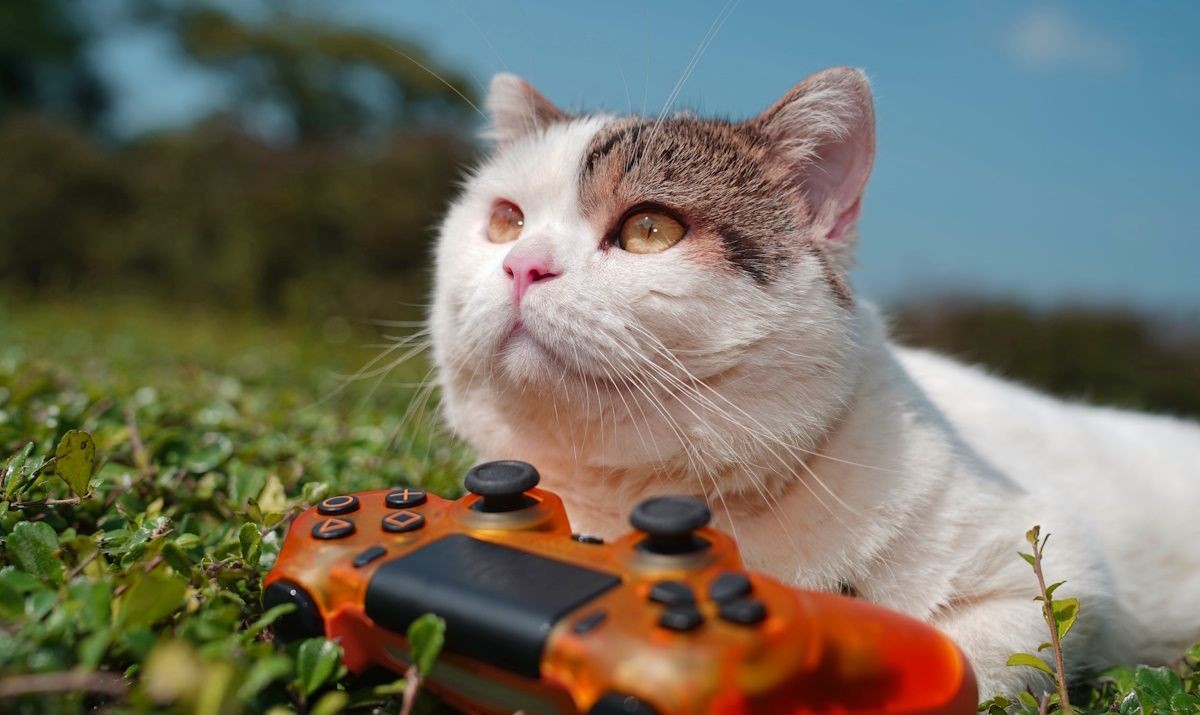 Mèo chơi PlayStation