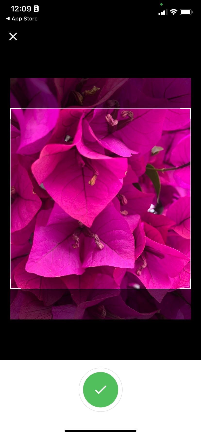 Nhận diện hoa bằng Plant Identification ++