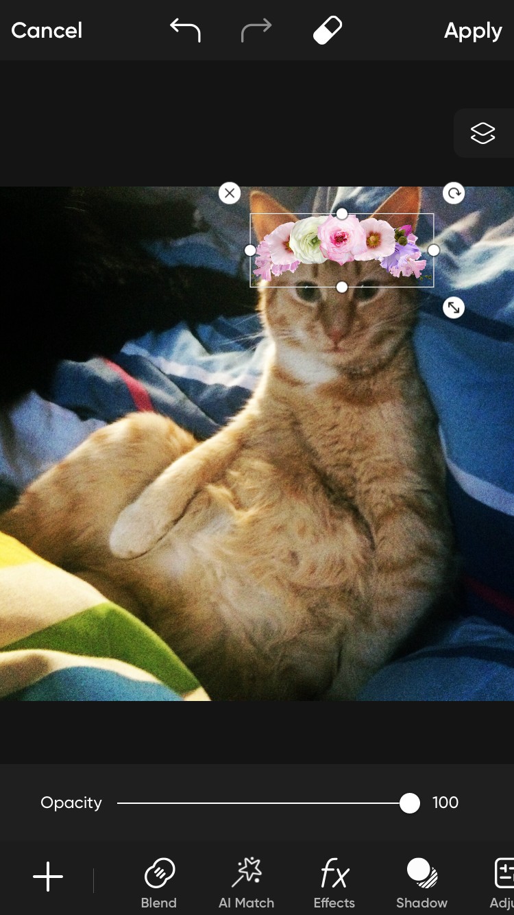Sử dụng sticker trên ảnh mèo cam trong Picsart